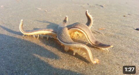 Starfish Walking on the Beach