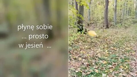 płynę sobie … prosto w jesień...