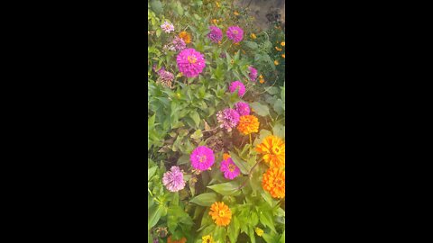 COLORFUL FLOWERS AT SAME PLACE Part -2