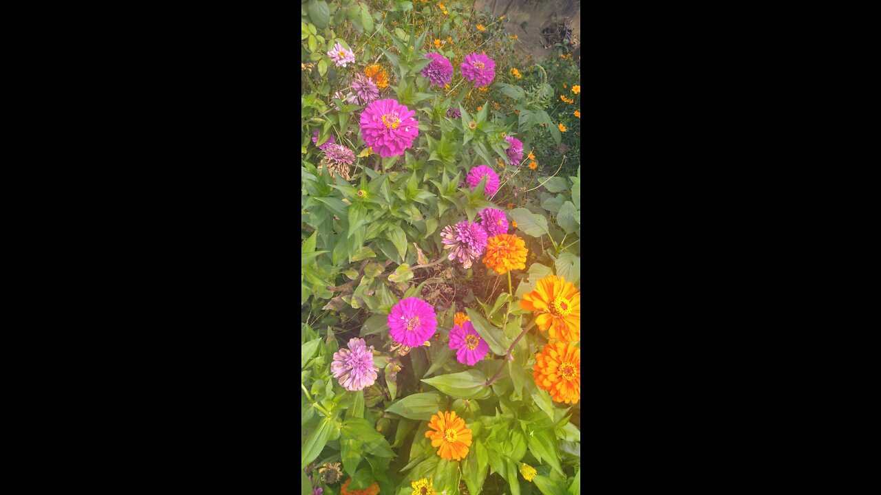 COLORFUL FLOWERS AT SAME PLACE Part -2