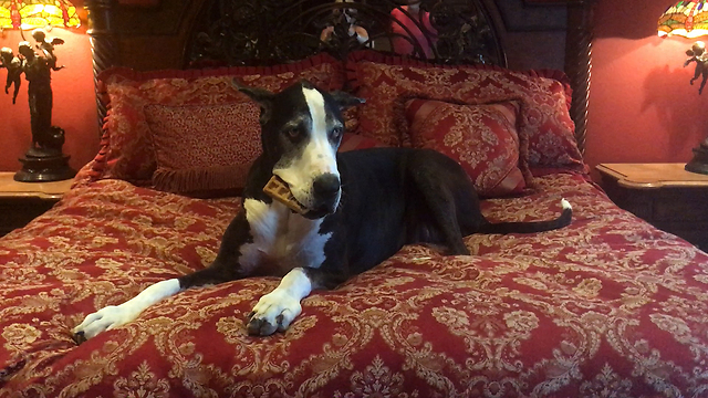 Great Danes make the most of National Waffle Day