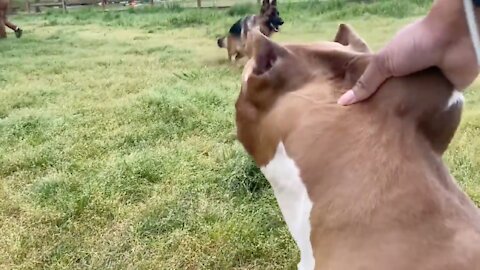 German Shepherd attacks aggressive Pitbull at Dog Park - Who's fault?