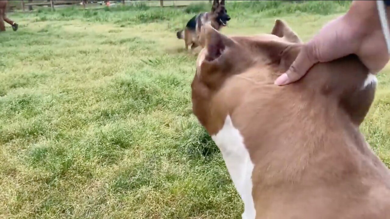 German Shepherd attacks aggressive Pitbull at Dog Park - Who's fault?