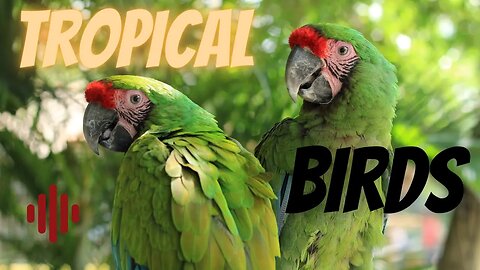 Tropical Birds sounds.