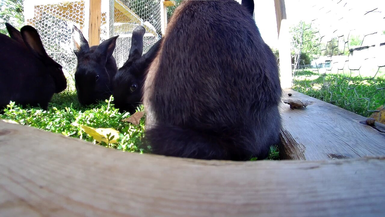 Young rabbits going insane over fresh greens!