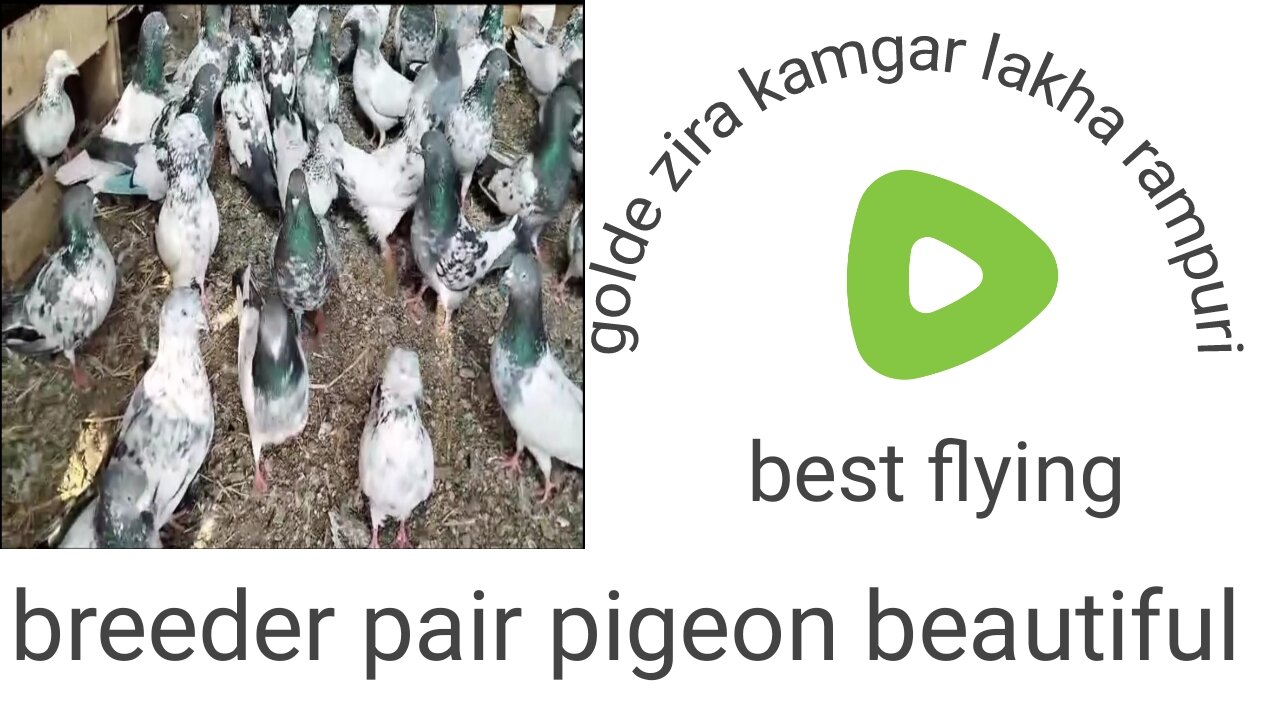 Lakha zira shah sira golden farooz puri moti waly galway beautiful tadeey pigeon