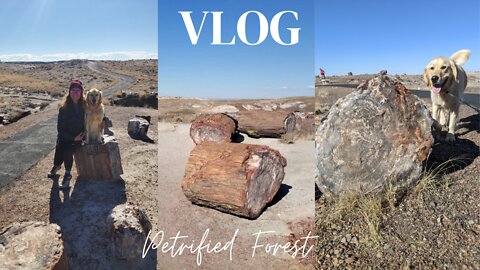 Exploring Petrified Forest National Park with our nutty two year old golden retriever Hudson