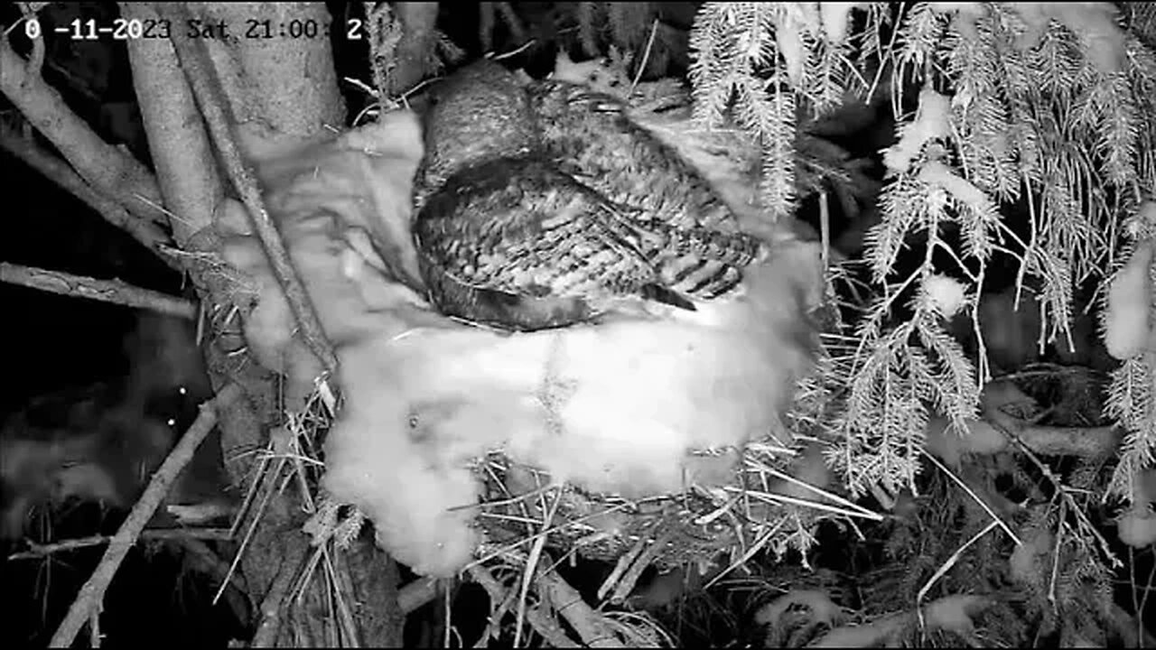 Porcupine Sneaks Up to Nest 🦉 03/11/23 21:00