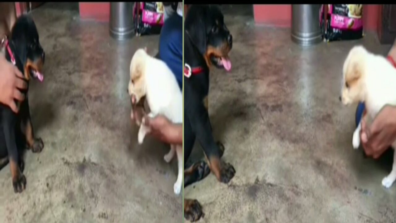 Max meet chulbul ।। Rottweiler puppy with pomeriyan puppy.