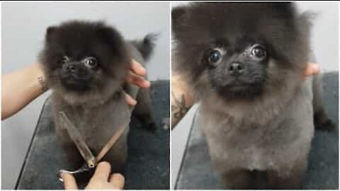 Cane balla mentre gli tagliano il pelo