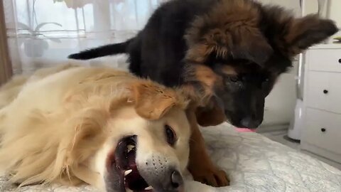 How a Golden Retriever and a German Shepherd Puppy Play