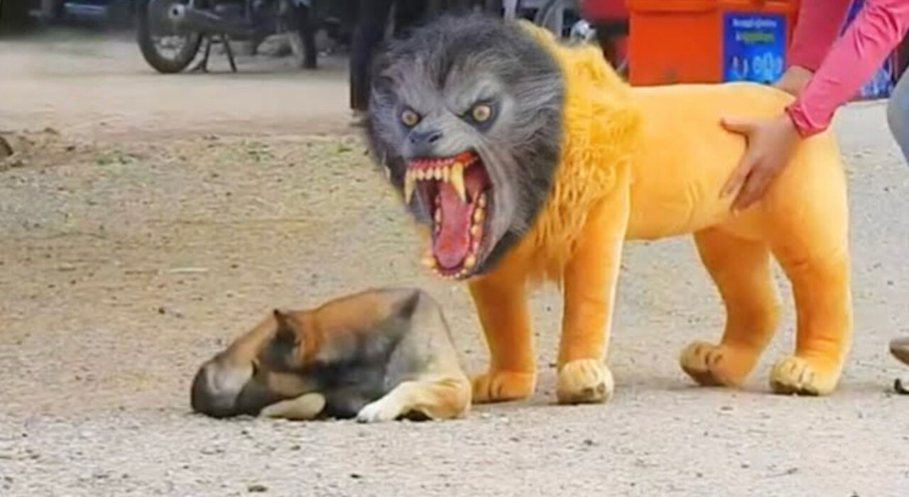 Troll Prank Dog Funny & fake Lion and Fake Tiger Prank To dog & Huge Box Prank to dog