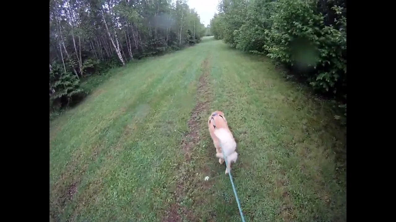 June 7th, 48º cloudy but not raining, Flynn and I go to the North driveway, he doesn't do the deed