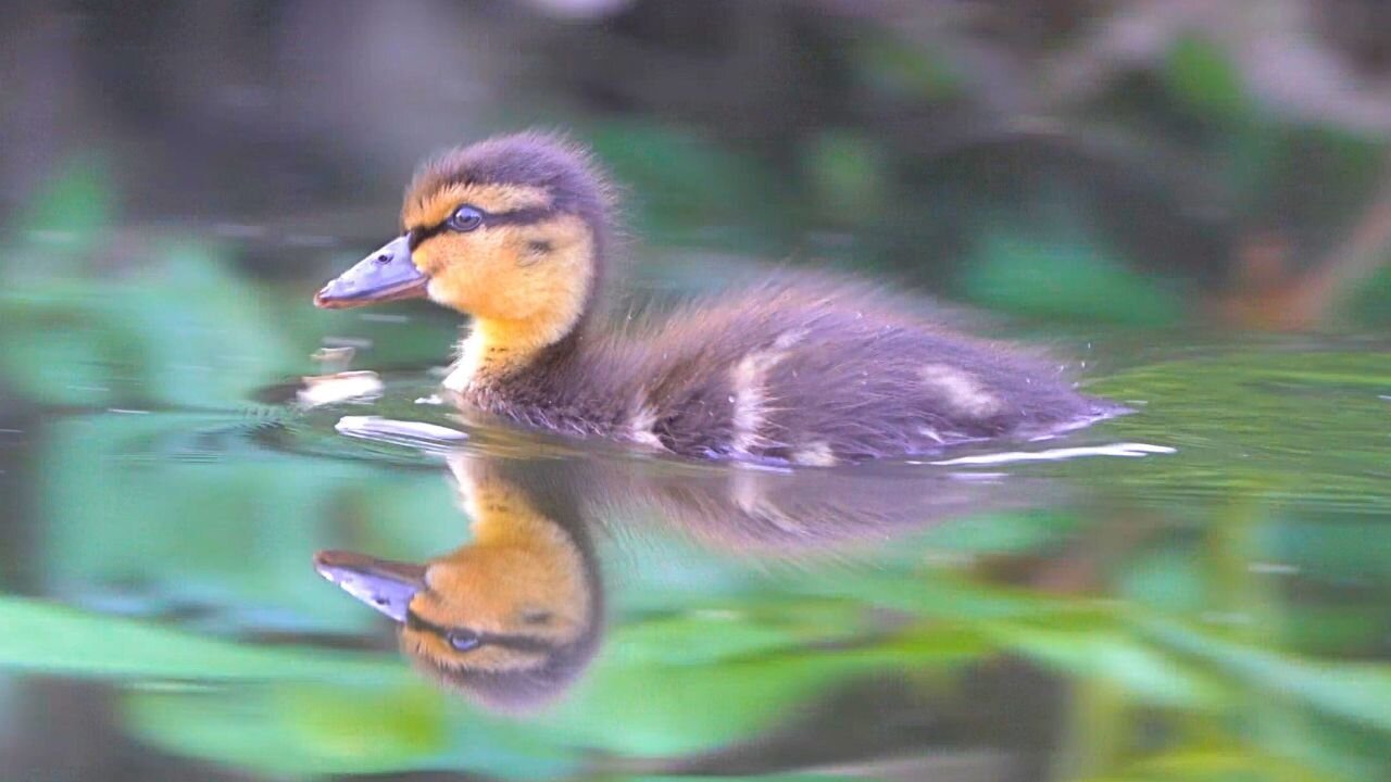 Mallard Duck Duckling Swimming Really Fast. 100m Dash to Mother Hen