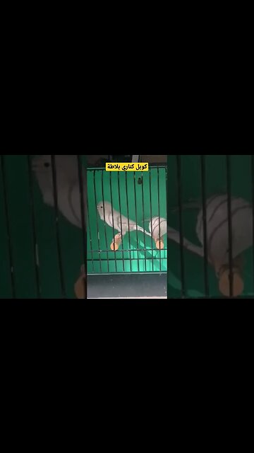 كوبل كناري بلاطة روعة