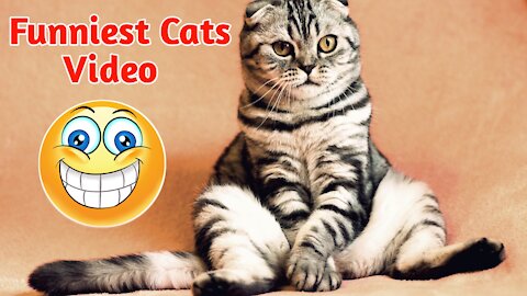 #FunnyCats #FunnyAnimals Most Funniest Cats Video Of the World New Trends