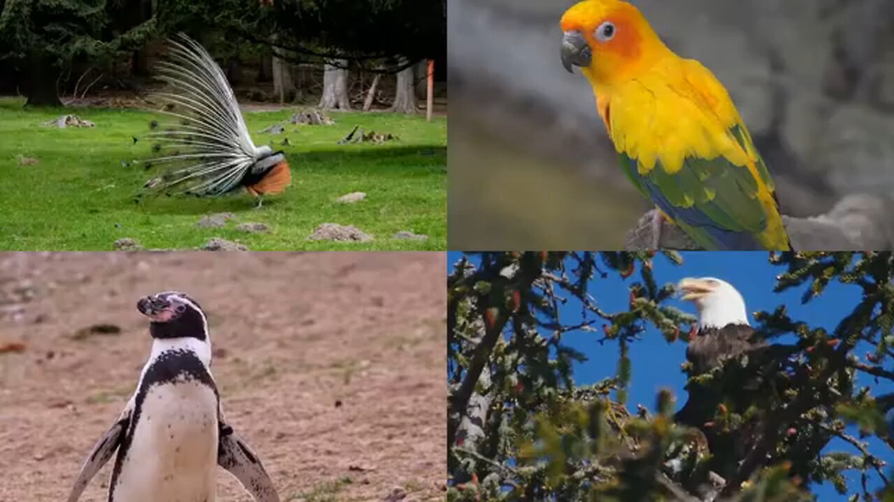 Top Bird 🐔🕊️ , Animal forest Amazon