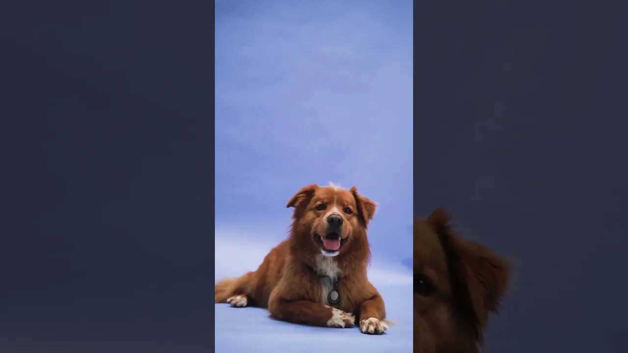 Cute dog #shorts #pets #petlover #dogs #dog #doglovers