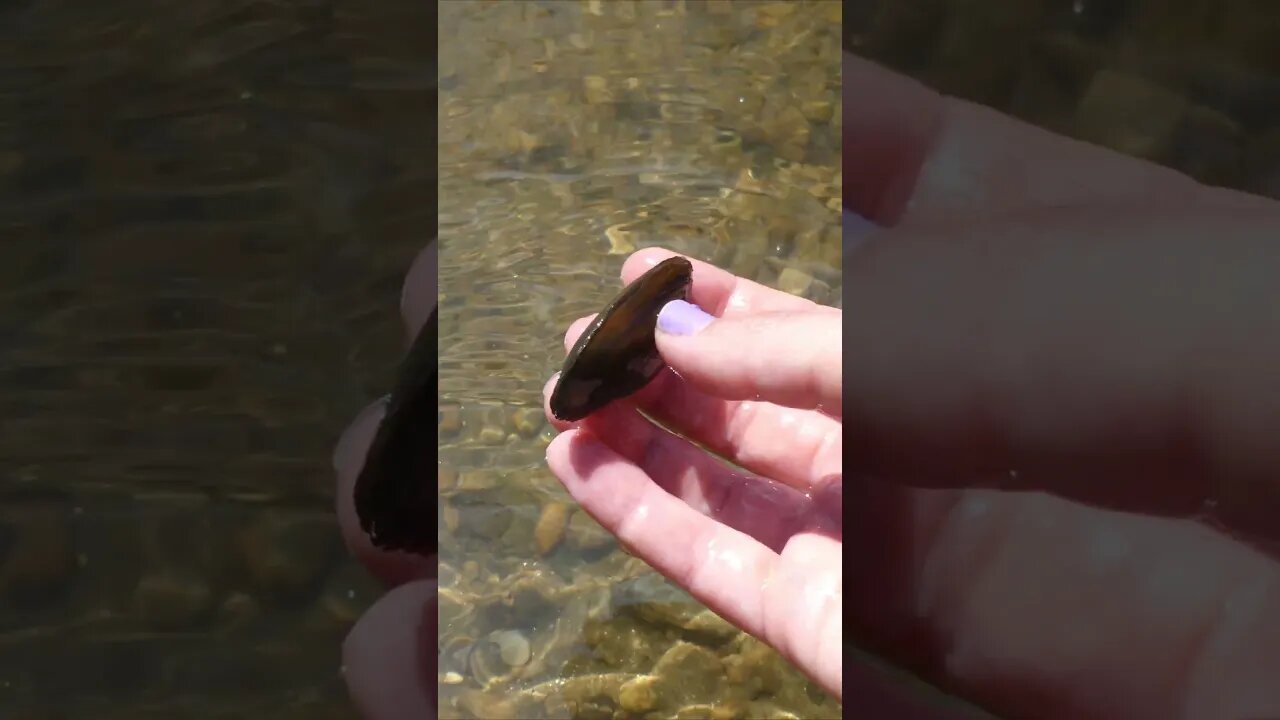 Unio crassus, the thick shelled river mussel, singing birds