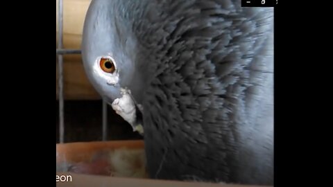 how pigeons feed a newborn pigeon