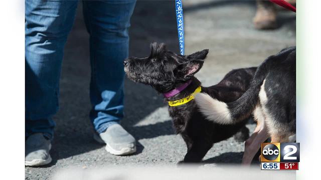 Homeless pets rescued from Puerto Rico after Hurricane Maria arrive in Md.