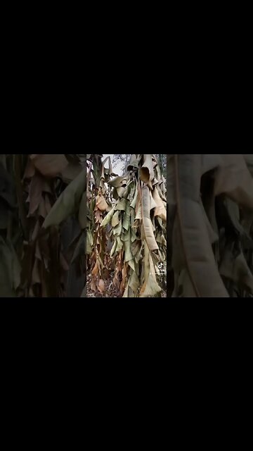 Banana Tree That Will Blow Your Mind! Cold Hardy Banana Before And After!