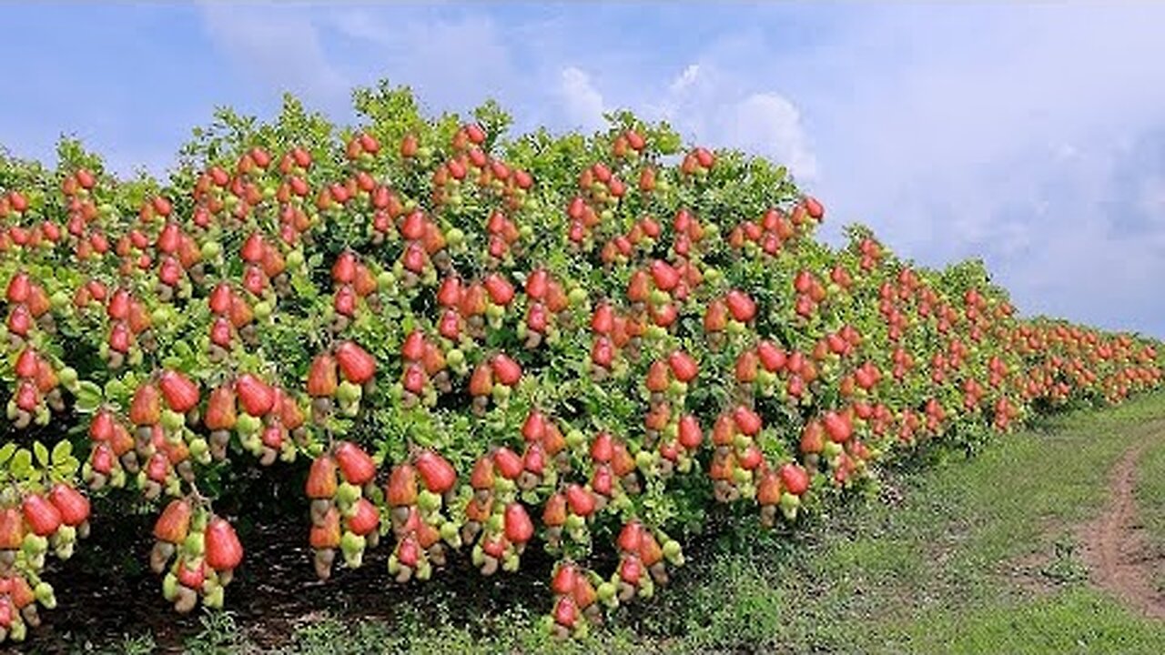 Most Testing and Delicious Fruit😎🍒