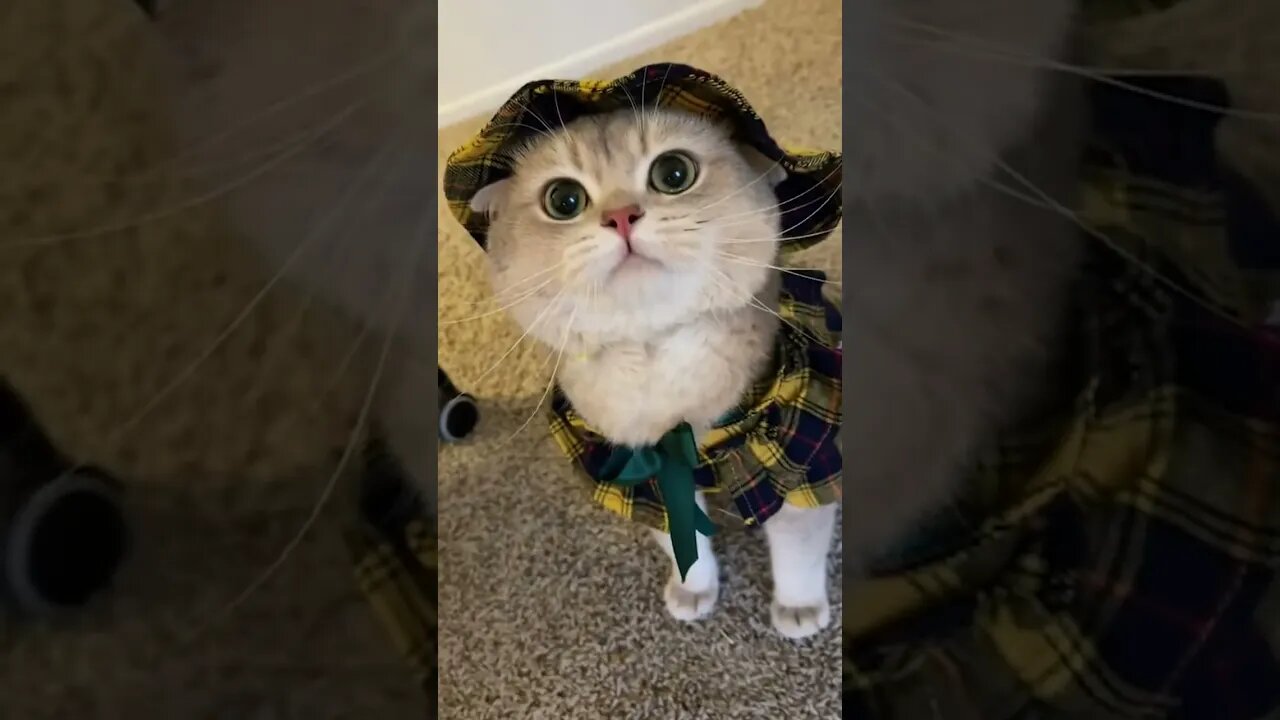 AWW Animals SOO Cute! Cute baby CAT #shorts