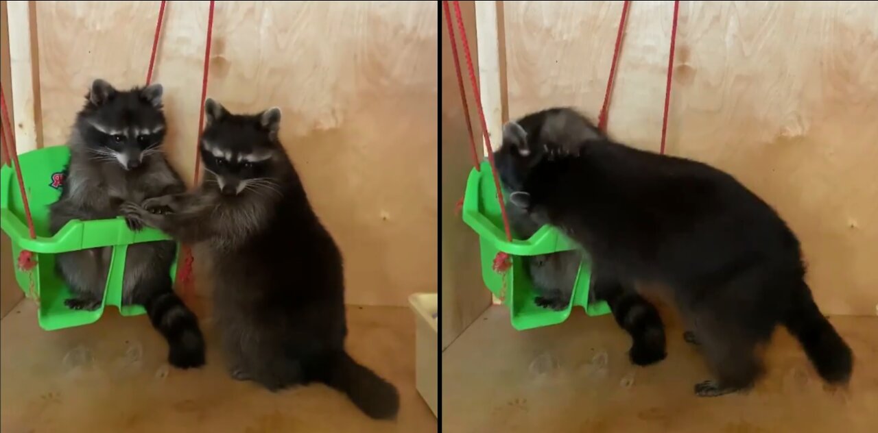 Raccoons cannot share a swing