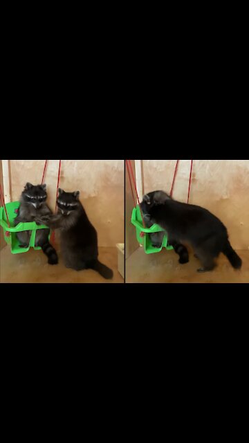 Raccoons cannot share a swing