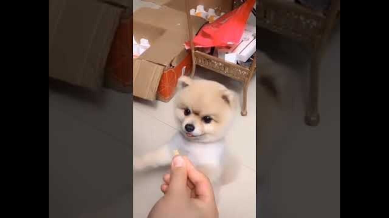 Cute dogs fall for pranks and their reactions are hilarious