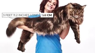 The BIGGEST CAT BREEDS In The World