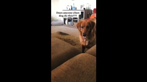Does anyone else’s dog do this ?