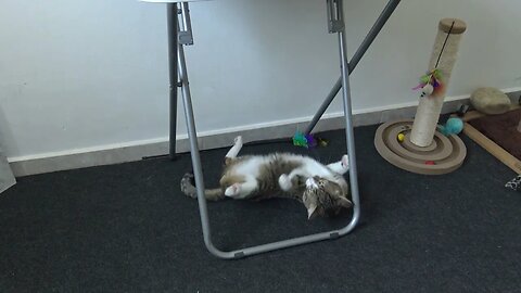 Funny Cat Plays in His Toy Corner