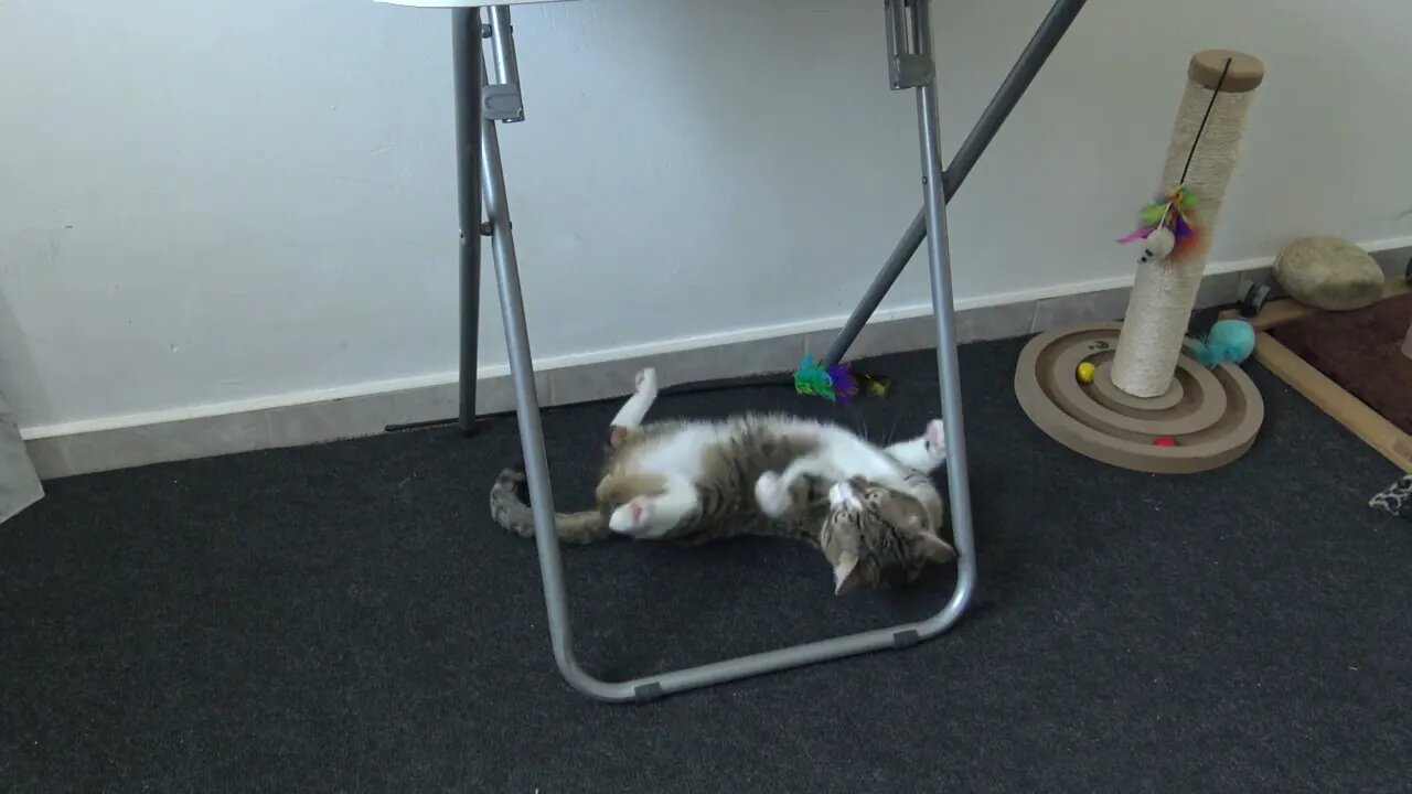 Funny Cat Plays in His Toy Corner