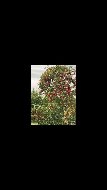 Apple Paradise On Earth #shorts