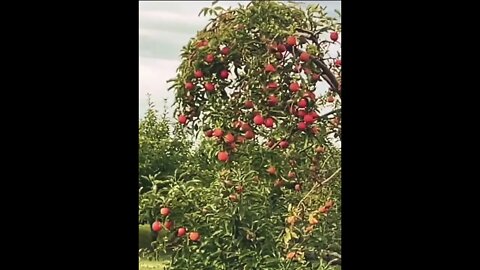 Apple Paradise On Earth #shorts