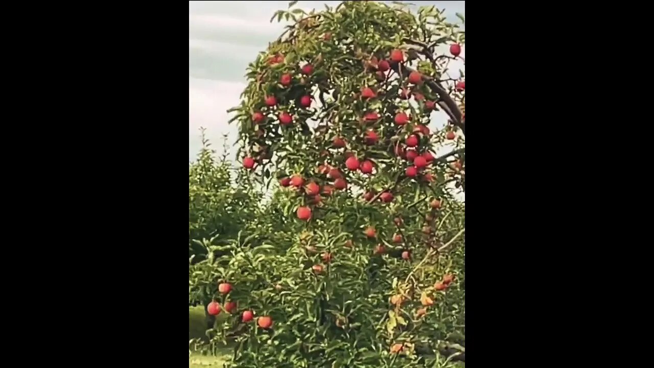 Apple Paradise On Earth #shorts