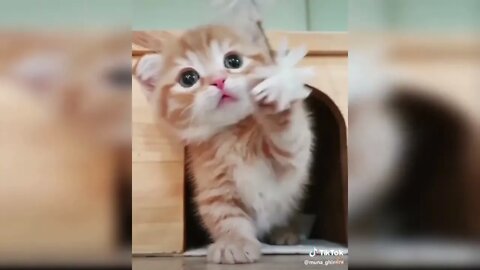 Baby Cats - Funny and Cute Baby Cat Videos Compilation #1