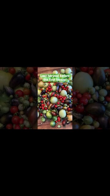 One last harvest for the summer garden😍 #gardenharvest #homesteading #shorts