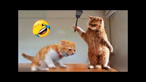 Cat funny videos 😂😂😂😂