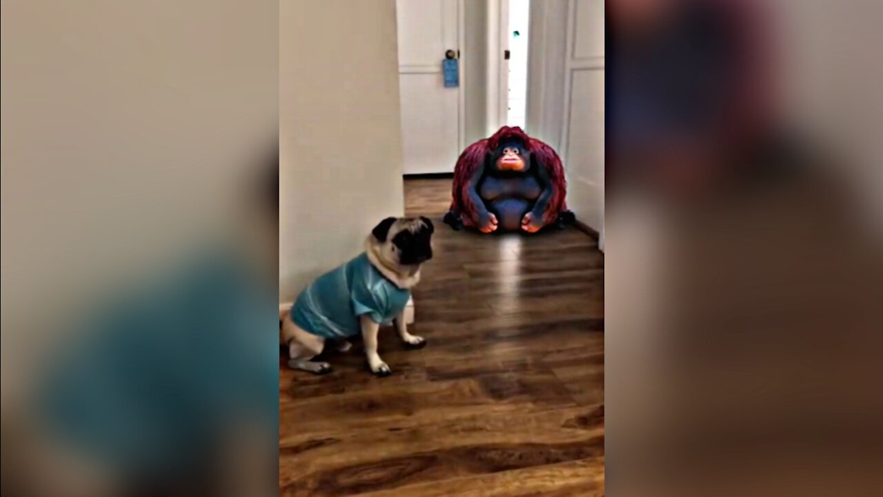 pug se asusta con el muñeco