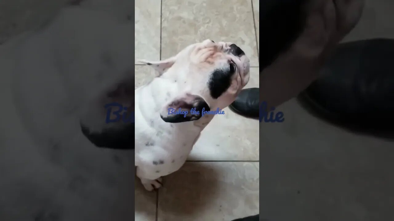 Frenchie talking