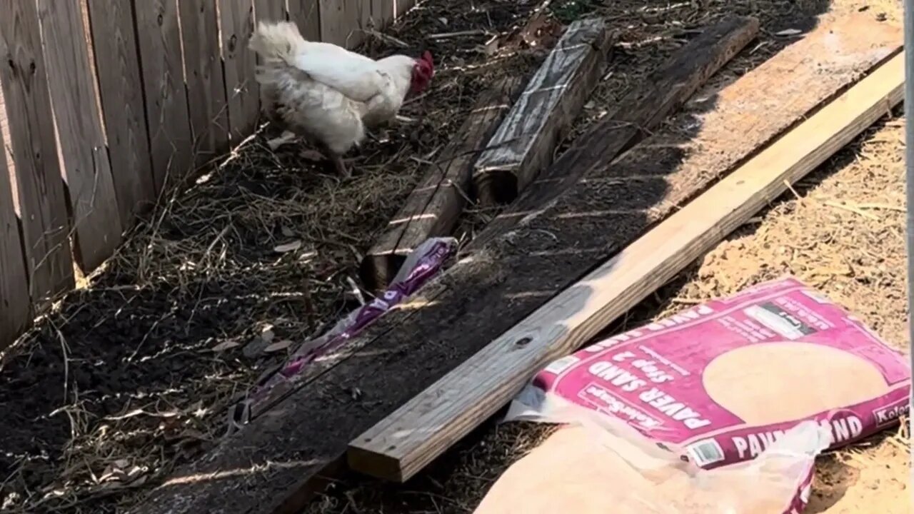 Hen eating a Rat #chicken #viral #lawn #dog #hens