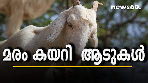 മരംകേയറി ആടുകൾ