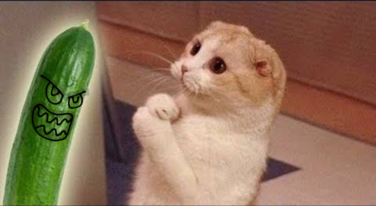 Cucumbers always catching cats by surprise kkkk