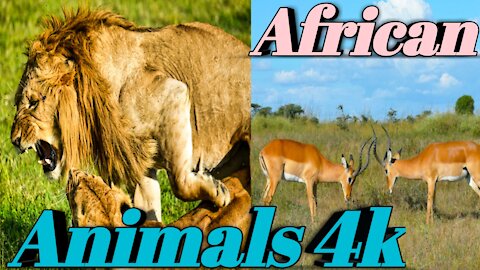 African Animals |Beautiful African animals |