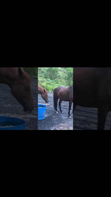 Cute visit with Banjo and Ava the brumbies
