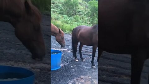 Cute visit with Banjo and Ava the brumbies