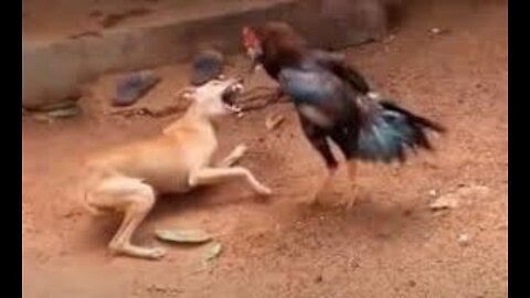 Chicken VS Dog Fight Funny-Funny Dog Fight videos